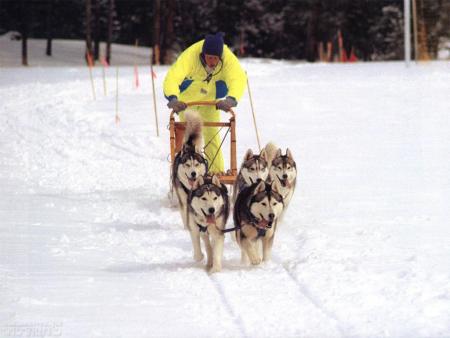 chien traineau, husky