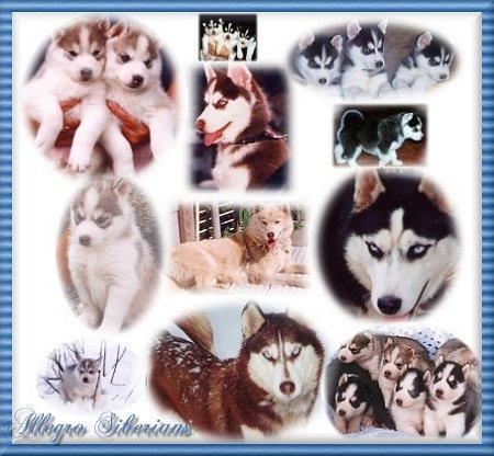 qui aime ces chien ?