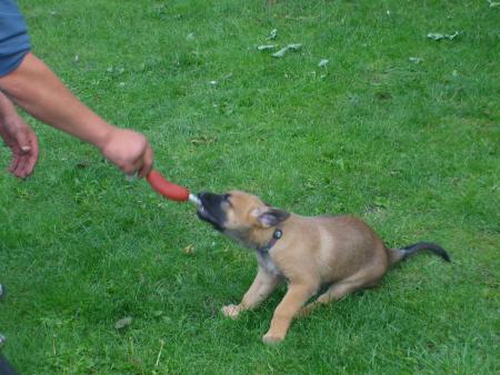 mon chien ta�son a 2 mois.