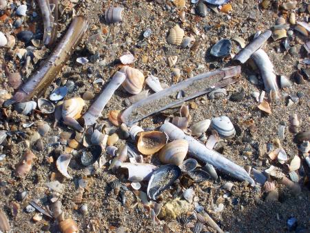 voyage a la mer avec l'ecole mars 2007