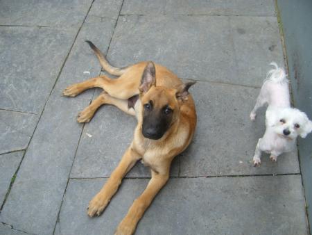 mes chiens.