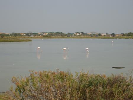 le grand etang qui etais a coter de notre caravane c'etais super beau.
